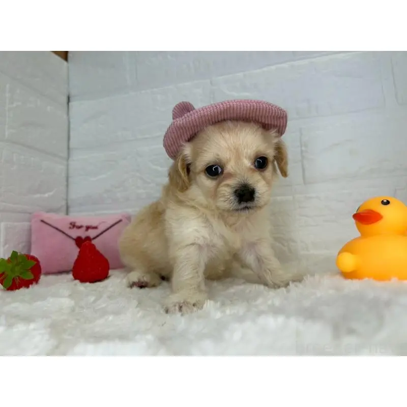 販売中の茨城県のチワプー:チワワ×トイプードル-454902の9枚目