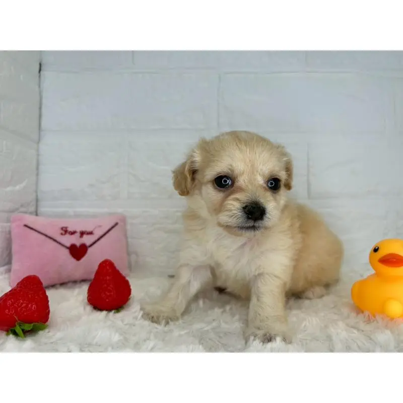 販売中の茨城県のチワプー:チワワ×トイプードル-454902の8枚目