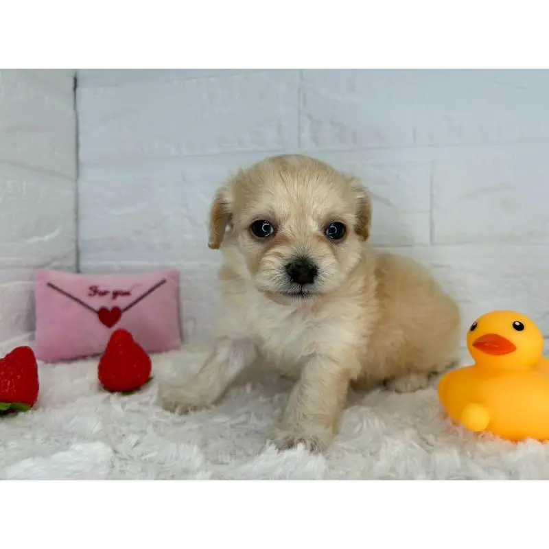 販売中の茨城県のチワプー:チワワ×トイプードル-454902の7枚目