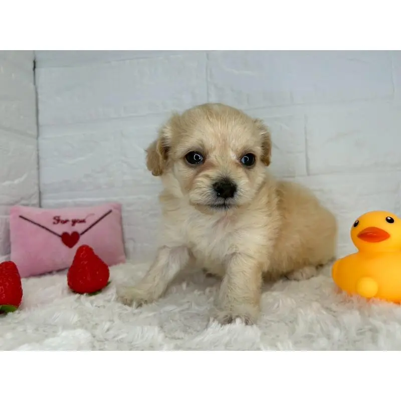 販売中の茨城県のチワプー:チワワ×トイプードル-454902の6枚目