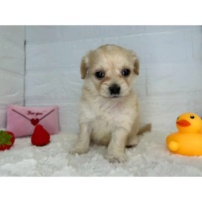 販売中の茨城県のチワプー:チワワ×トイプードル-454902の5枚目