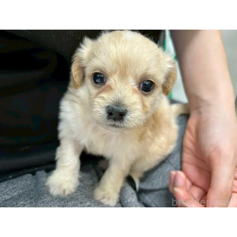 販売中の茨城県のチワプー:チワワ×トイプードル-454902の4枚目