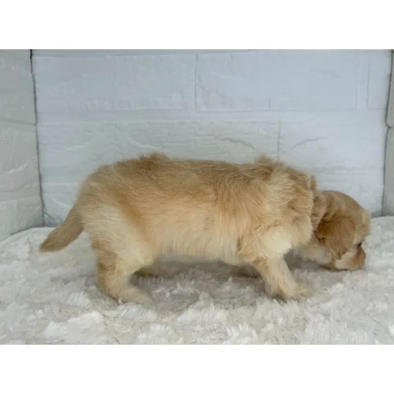 販売中の茨城県のチワプー:チワワ×トイプードル-454902の3枚目