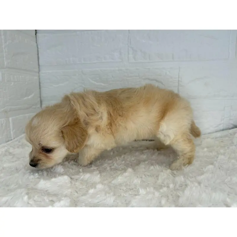 販売中の茨城県のチワプー:チワワ×トイプードル-454902の2枚目