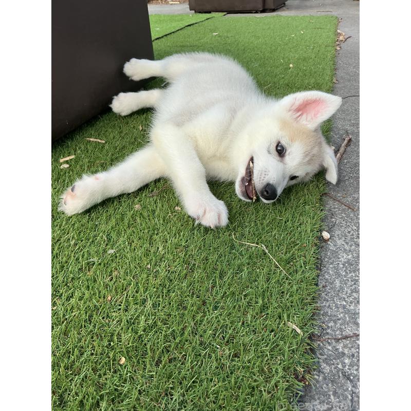 販売中の静岡県のシベリアンハスキー-446005の9枚目