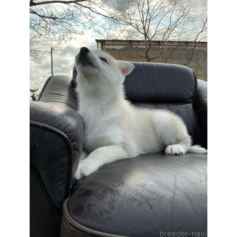 販売中の静岡県のシベリアンハスキー-446005の8枚目