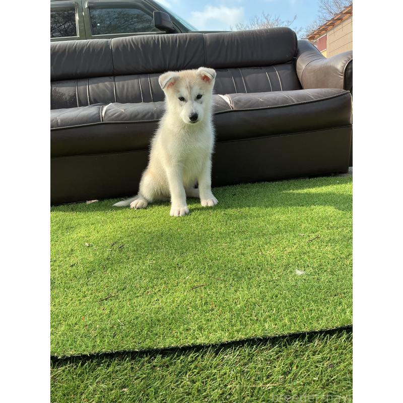 販売中の静岡県のシベリアンハスキー-446005の7枚目