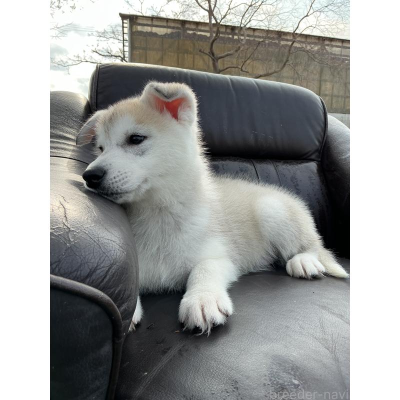 販売中の静岡県のシベリアンハスキー-446005の6枚目