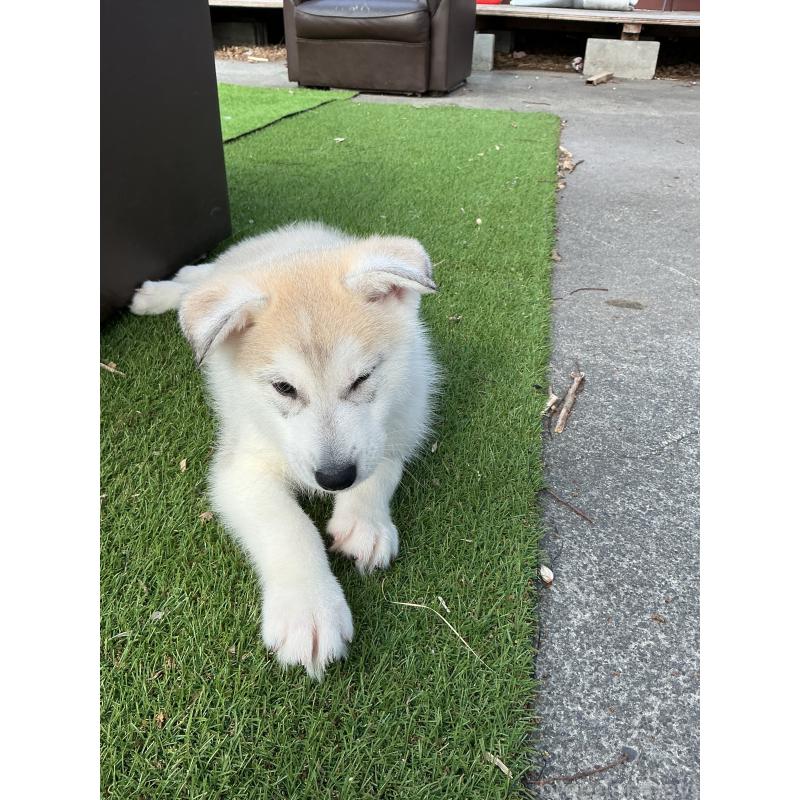 販売中の静岡県のシベリアンハスキー-446005の5枚目