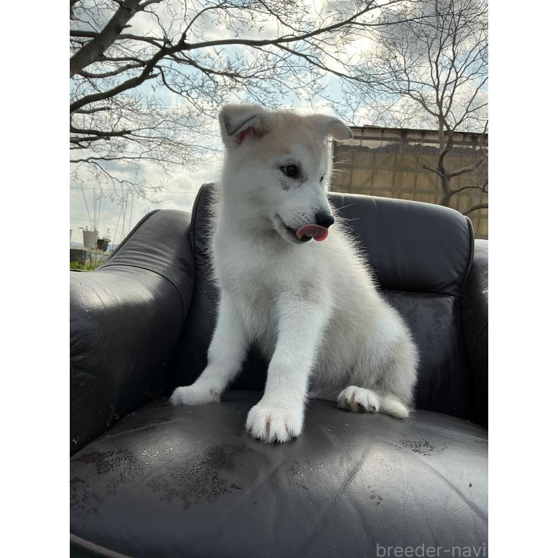 販売中の静岡県のシベリアンハスキー-446005の4枚目