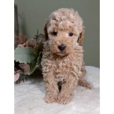 ♀︎トイプードル