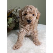 ♀︎トイプードル