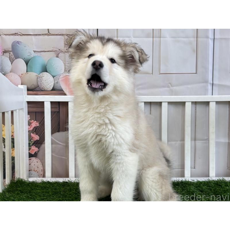 販売中の茨城県のアラスカンマラミュート-445453の3枚目