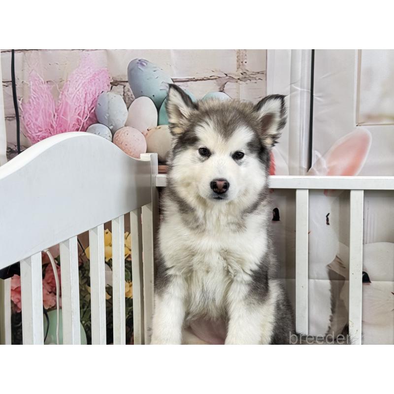 販売中の茨城県のアラスカンマラミュート-445364の4枚目