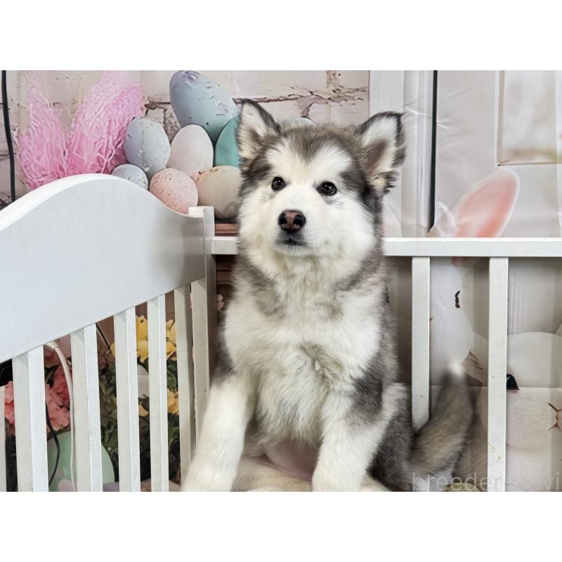 販売中の茨城県のアラスカンマラミュート-445364の3枚目