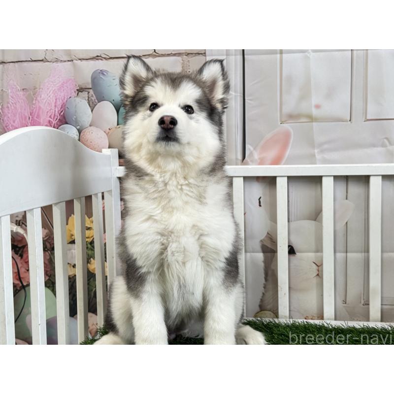 販売中の茨城県のアラスカンマラミュート-445364の2枚目