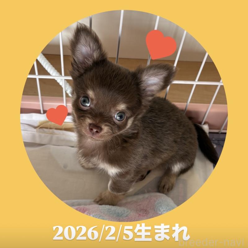 販売中の静岡県のチワワ(スムースコート)-454377