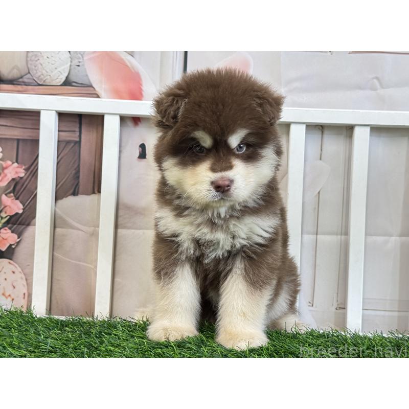 販売中の茨城県のアラスカンマラミュート-454907の2枚目