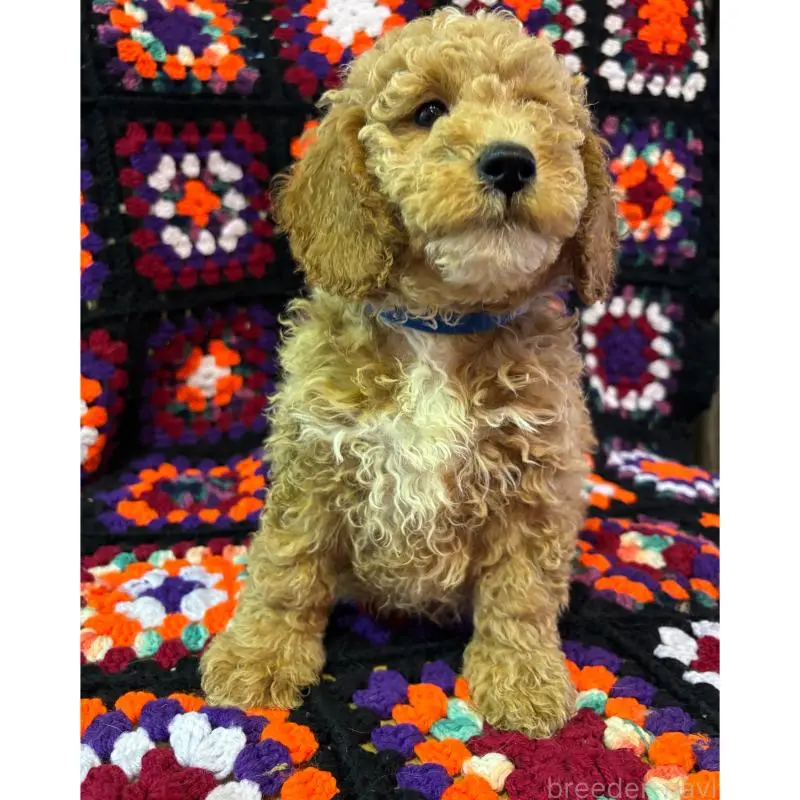 販売中の茨城県のミディアムプードル-455106の3枚目