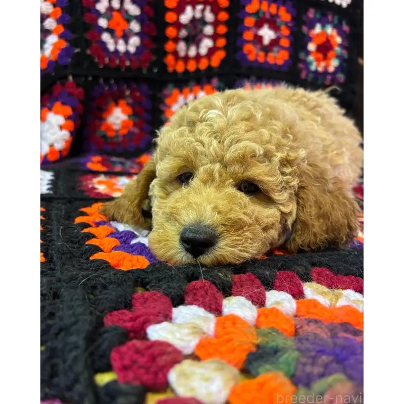 販売中の茨城県のミディアムプードル-455106の2枚目