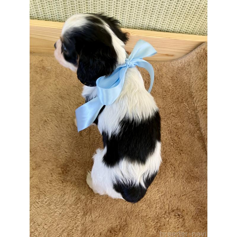 販売中の埼玉県のキャバリアキングチャールズスパニエル-455107の4枚目