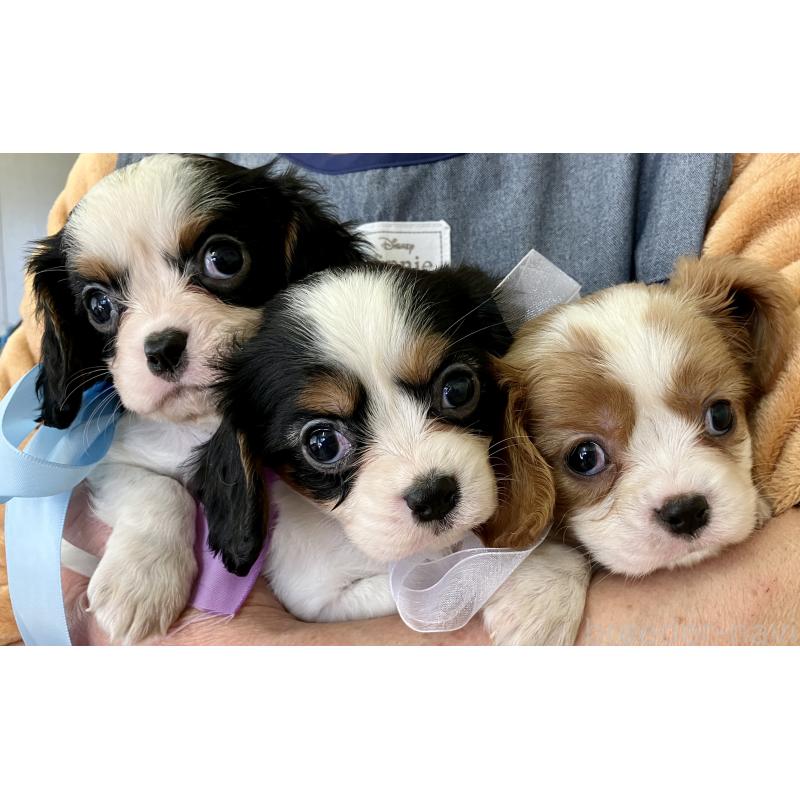 販売中の埼玉県のキャバリアキングチャールズスパニエル-455107の2枚目