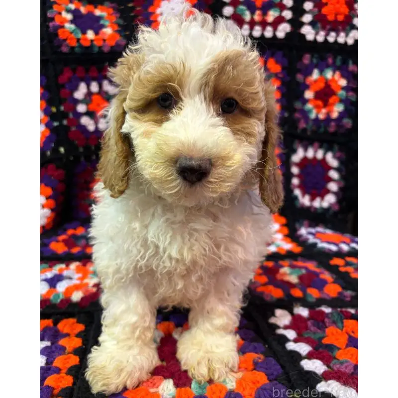 販売中の茨城県のミディアムプードル-455108の3枚目