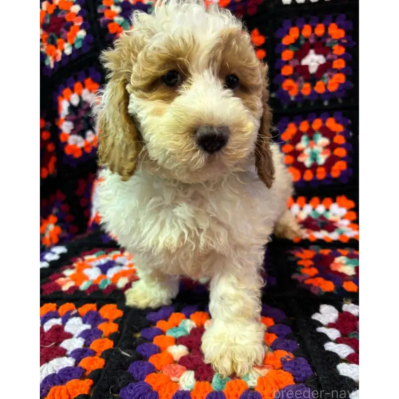 販売中の茨城県のミディアムプードル-455108の2枚目