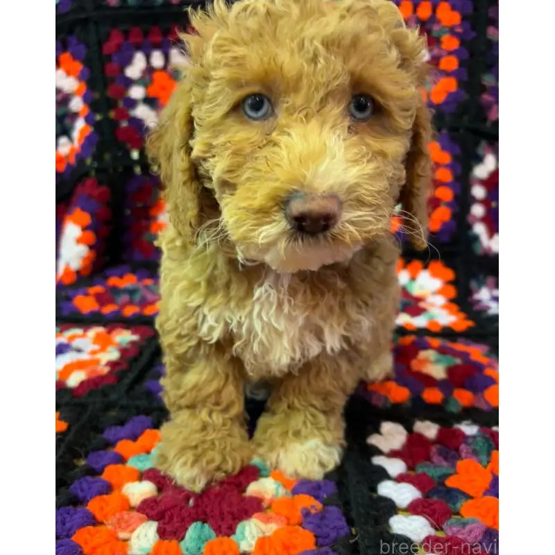 販売中の茨城県のミディアムプードル-455110の3枚目