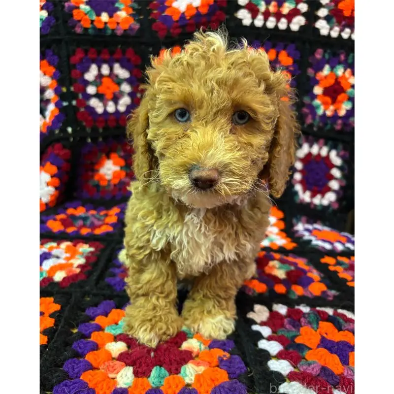 販売中の茨城県のミディアムプードル-455110の2枚目