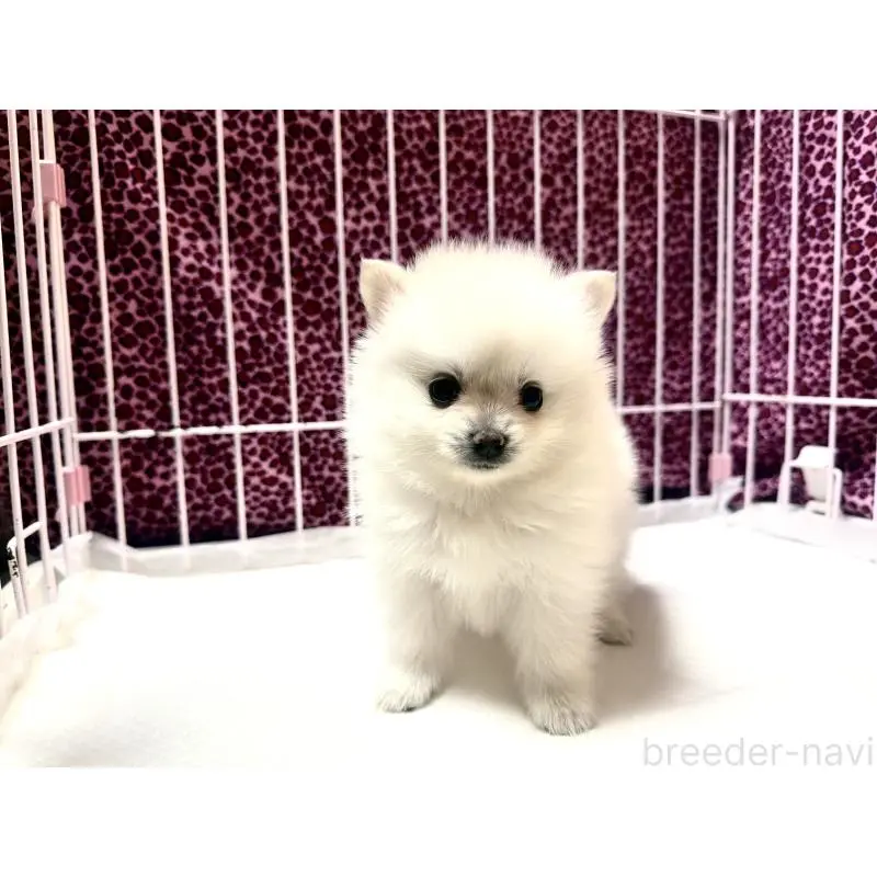 販売中の佐賀県のポメラニアン-455112の4枚目