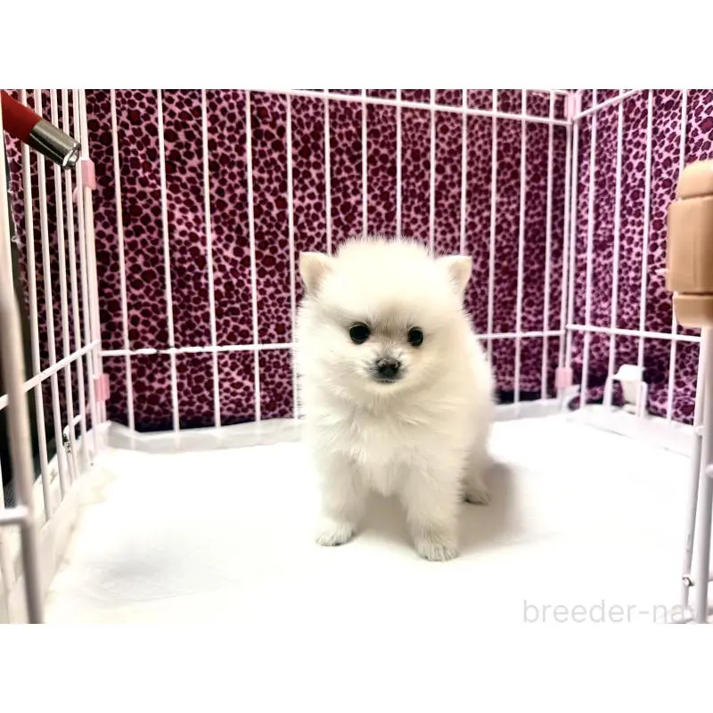 販売中の佐賀県のポメラニアン-455112の3枚目