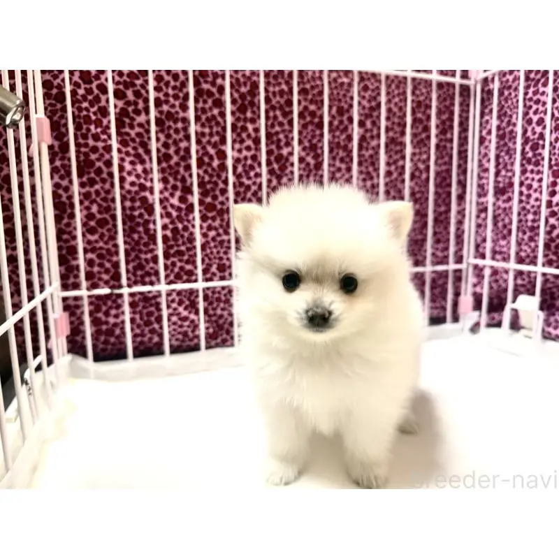 販売中の佐賀県のポメラニアン-455112の2枚目