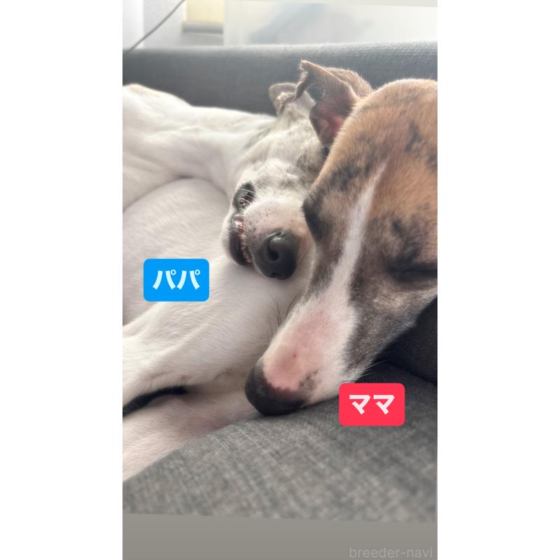 成約済の群馬県のウィペット-436462の3枚目