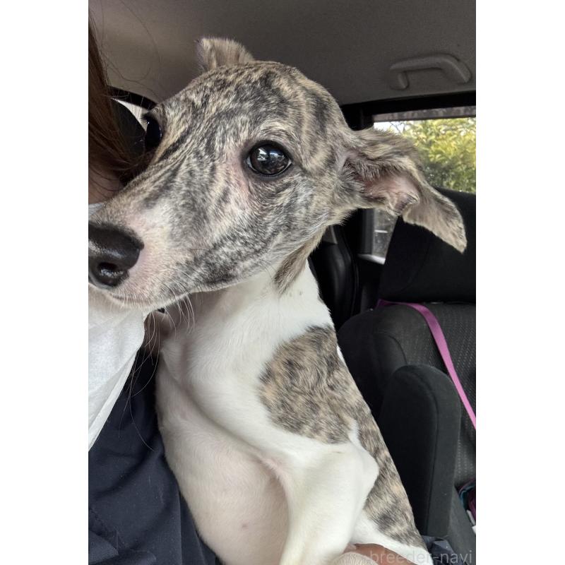 成約済の群馬県のウィペット-436462の2枚目