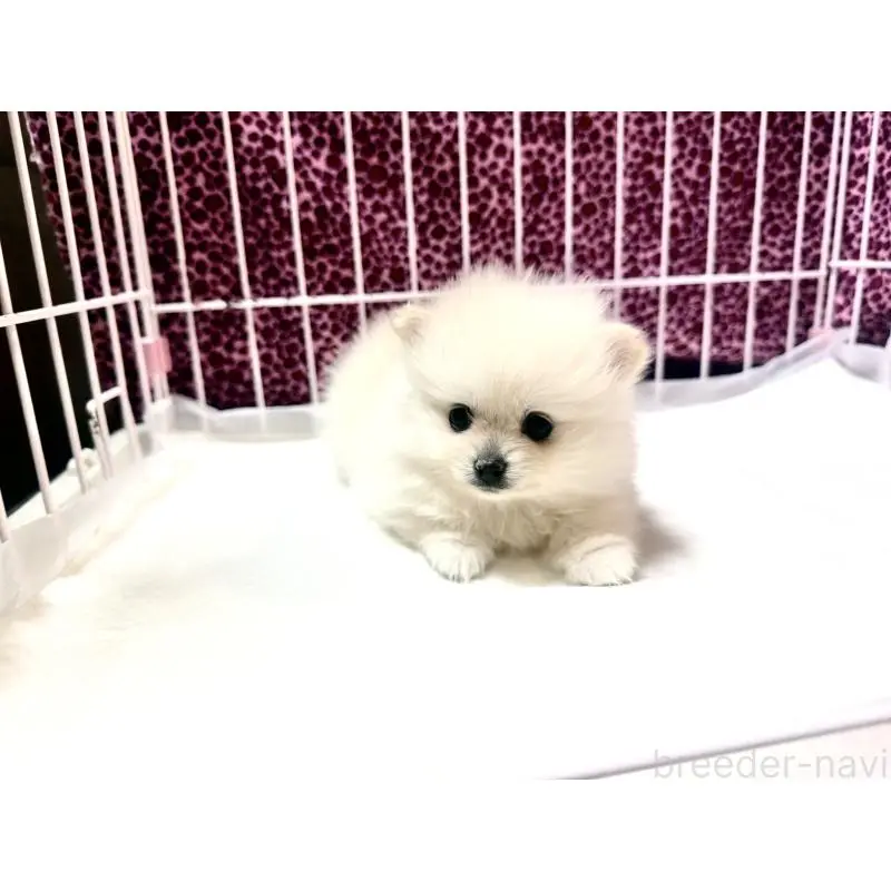 販売中の佐賀県のポメラニアン-455113の4枚目