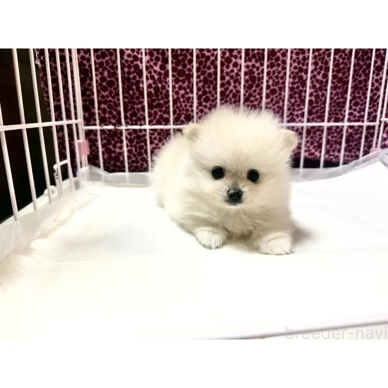 販売中の佐賀県のポメラニアン-455113の3枚目