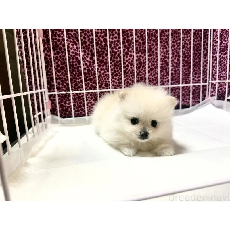 販売中の佐賀県のポメラニアン-455113の2枚目