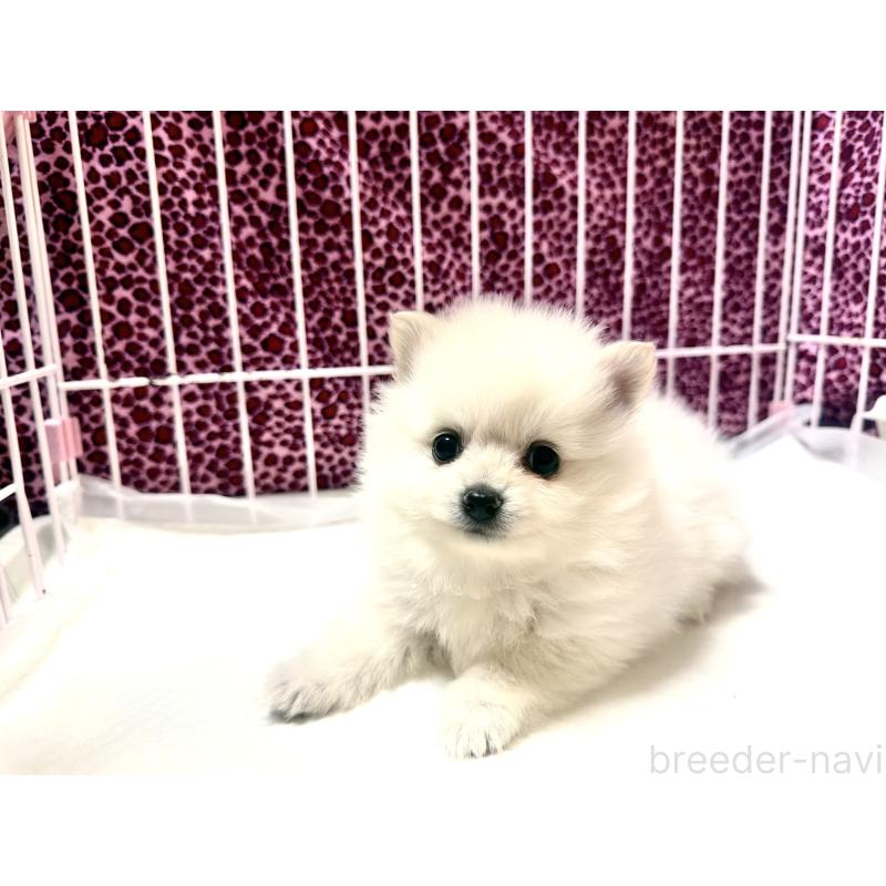 販売中の佐賀県のポメラニアン-455114の4枚目