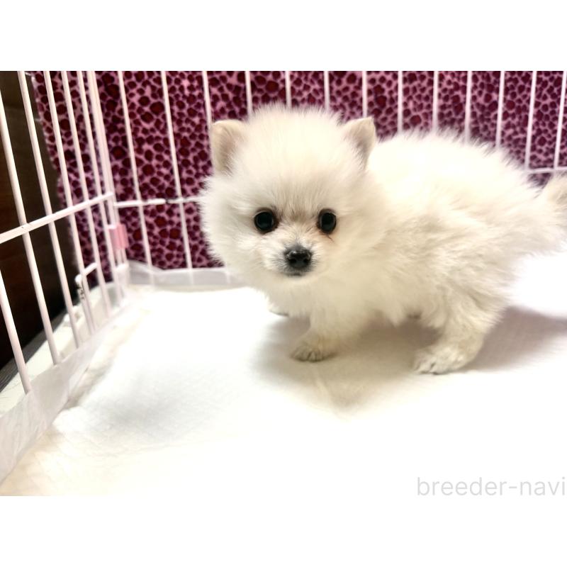 販売中の佐賀県のポメラニアン-455114の3枚目