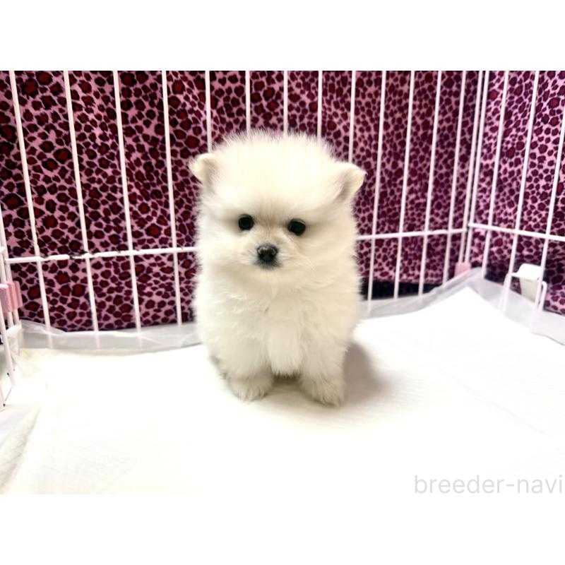 販売中の佐賀県のポメラニアン-455115の2枚目