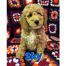 ♀︎ミディアムプードル