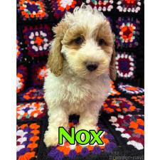 ♀︎ミディアムプードル