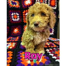 ♀︎ミディアムプードル