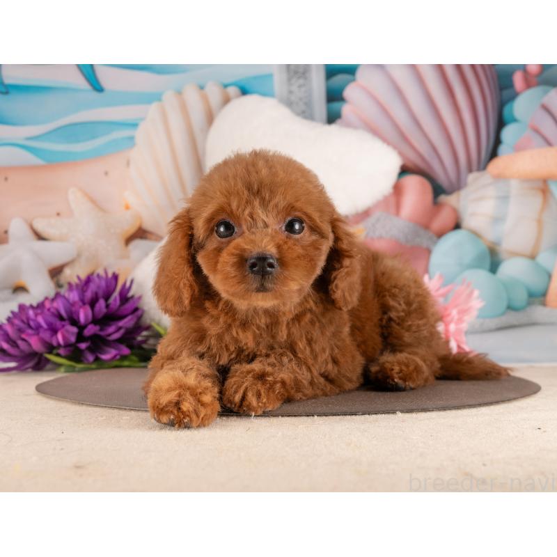 販売中の愛知県のトイプードル-455128の4枚目