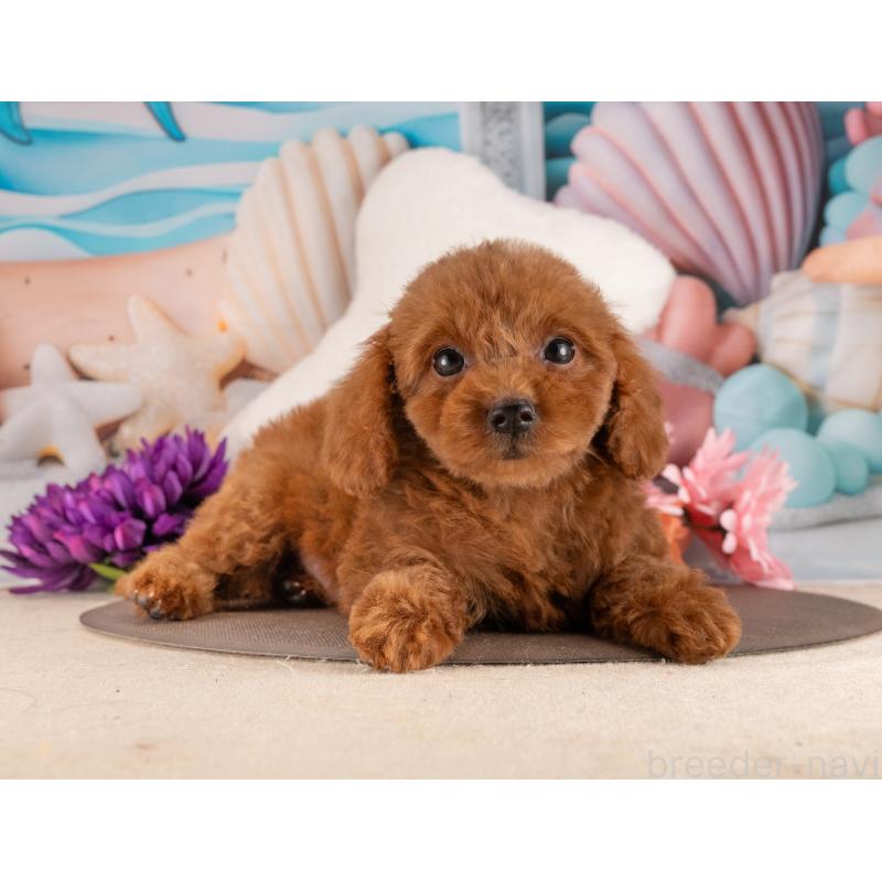 販売中の愛知県のトイプードル-455128の3枚目