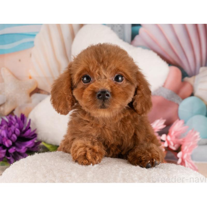 販売中の愛知県のトイプードル-455128の2枚目