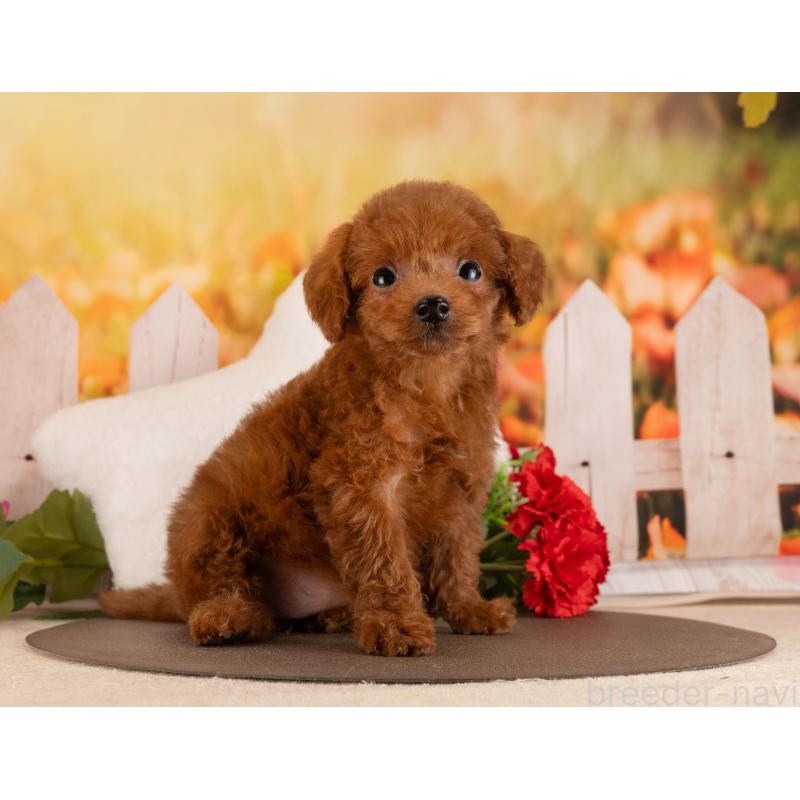 販売中の愛知県のトイプードル-455129の6枚目