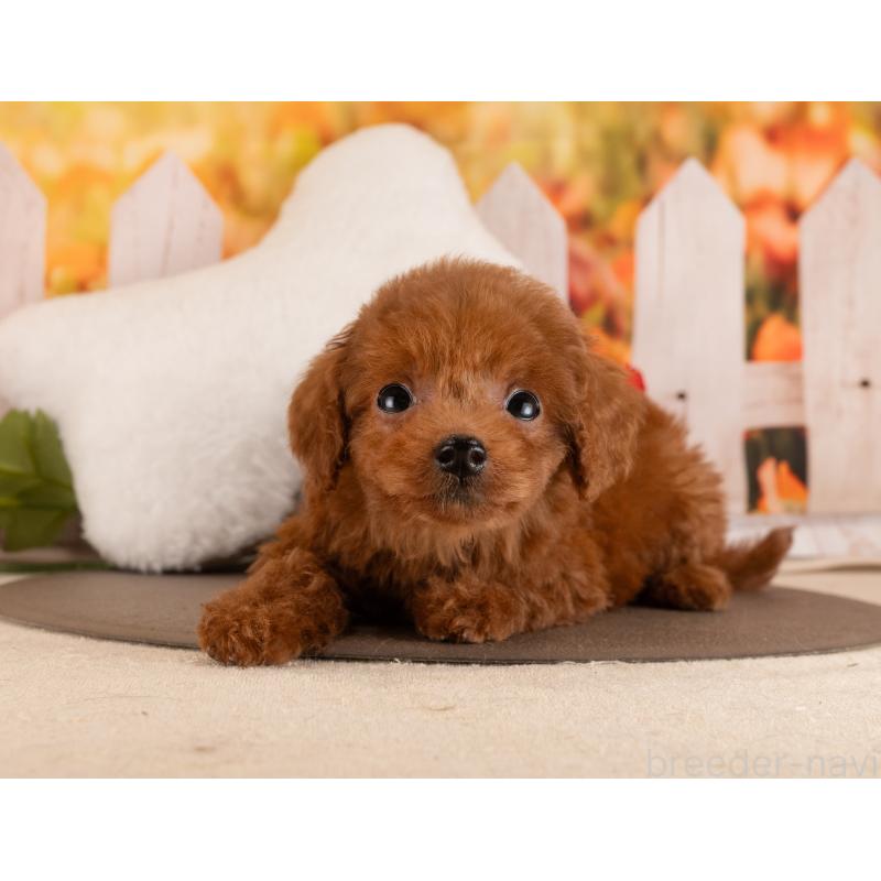 販売中の愛知県のトイプードル-455129の5枚目