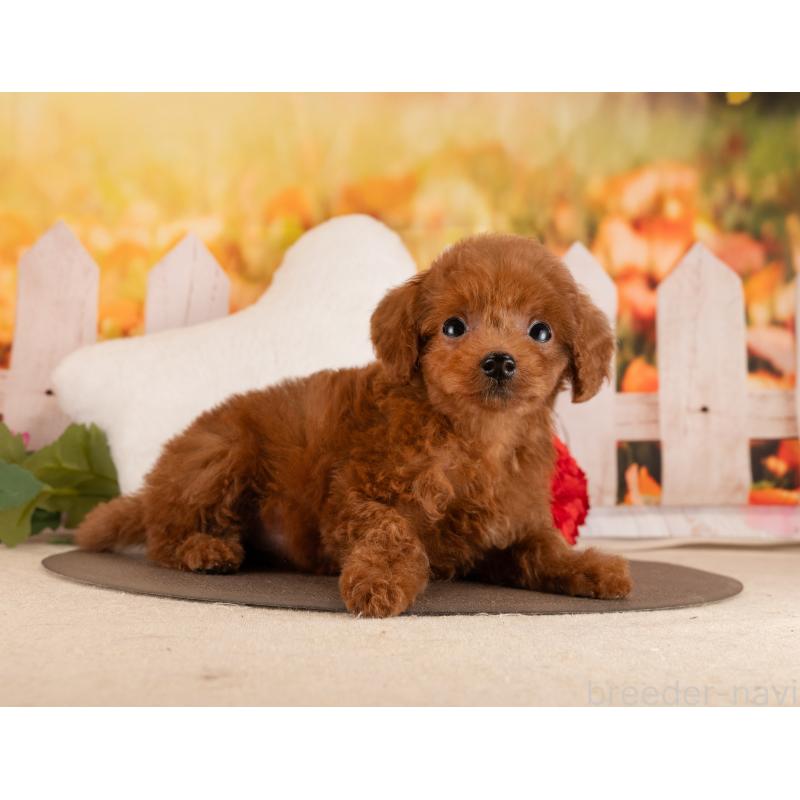 販売中の愛知県のトイプードル-455129の4枚目